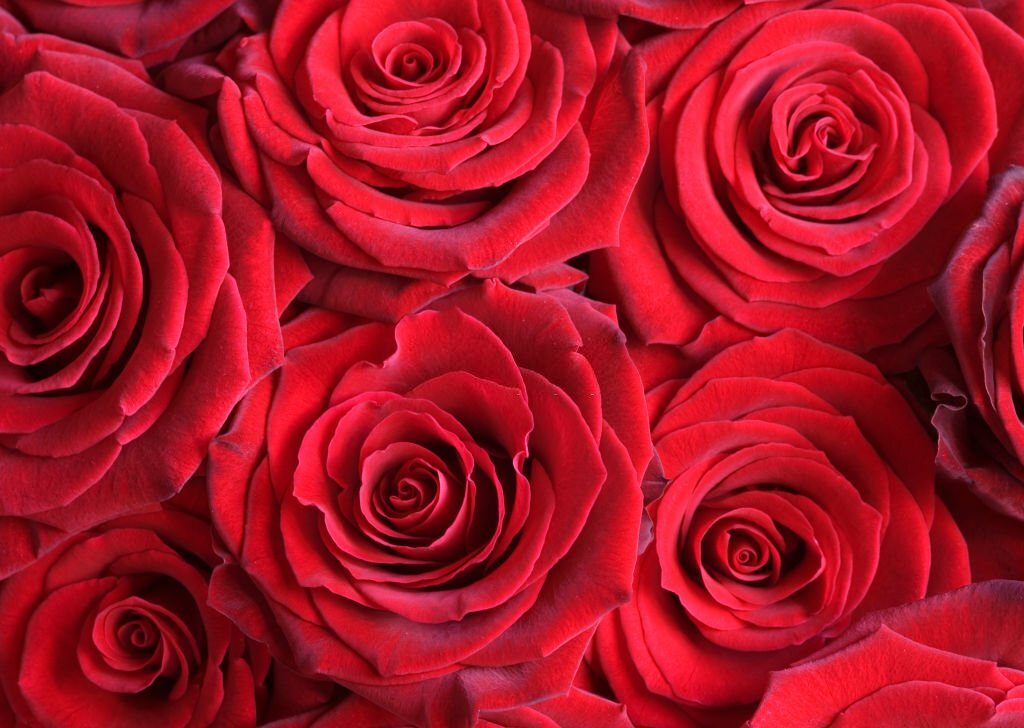 Valentine's Day Poems (Hearty Words to Renew Love)