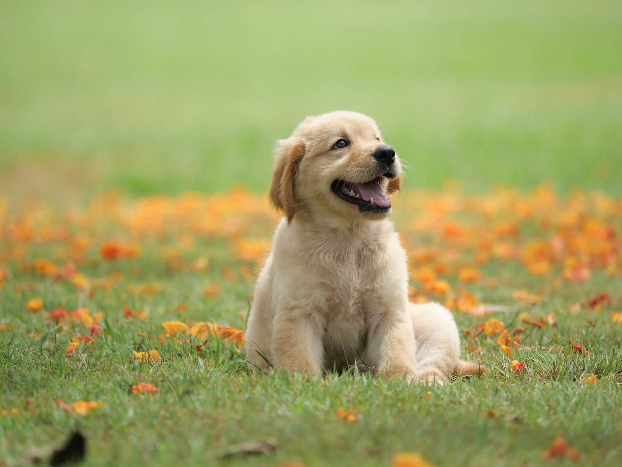 Waiting at the Door Dog Poem(Emotional Pet Poems)